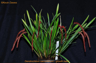 Dendrochilum saccolabium growth habit