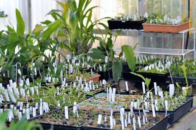 Seedlings in moss