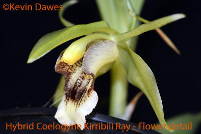 image Coelogyne Kirribilli Ray